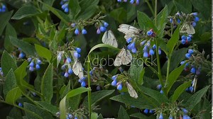 Beautiful spring summer background nature with blooming wildflowers wild flowers in grass and butterflies soaring in nature