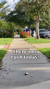 Smiling—really smiling—for just 17 seconds, while feeling genuine joy or gratitude, can actually shift your brain chemistry 🧠 🤯 Why? Because when you fully feel love, joy, or appreciation—even for a few seconds—it signals safety to your nervous system, boosts serotonin, and helps your brain rewire toward more peace and possibility. So watch this video again—and let yourself smile 😁 Be grateful for the simplest joys today: The dorky, disabled dog who lives to make you 😁 The humans who hug and