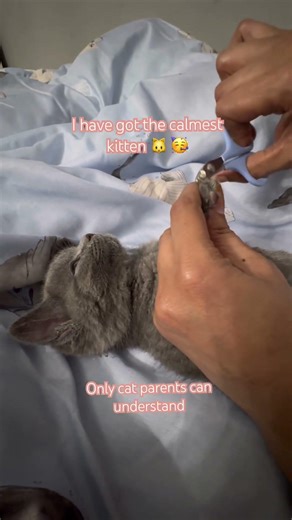 How to cut kittens nails 😊 #cat #kitten #trendingshorts