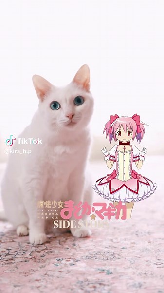 パンちゃんにまどかになってもらいました🪄 「あたち！魔法少女になるっ」 | myra madoka magica
