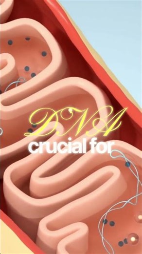 Researchers Discover New Kind of DNA Damage Hidden Inside Mitochondria