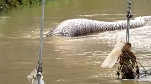 Enormous 19.6ft python found in the middle of flooded road in Thailand