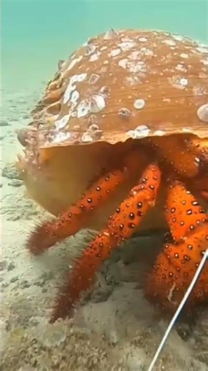 amazing hermit crab in the big sea snail shell #wow #amazing #hermitcrab