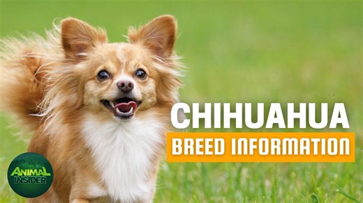 Chihuahua 101 — small dog, big attitude. Let’s go 🐾 💡 Like this? We post more weekly at 👉 Animal Insider #Chihuahua #SmallDog #LovelyAnimalsWorld | Lovely Animals World