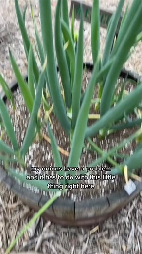 Early onion flowering due to the abnormally cold season. #gardening #onion | Nathanslawnsandgardens