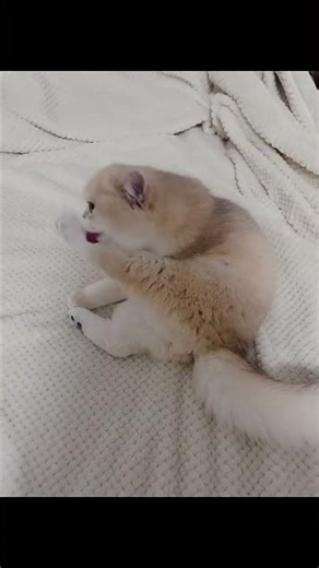 kamu kok imut banget sih 😻😽 #cat #kucing #shortvideo #imut