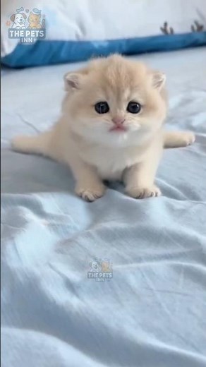 Tiny Adorable Kittens 😻✨ | Cat Videos | Sweet Baby Kitten Moments