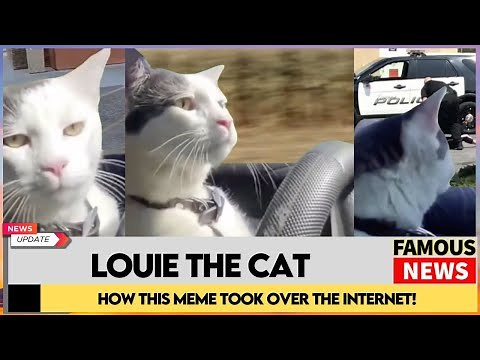 Meet Louie the Viral Driving Cat | How This Meme Took Over the Internet! | Famous News