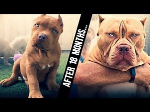 This is How Scary These Puppies Could Grown Into