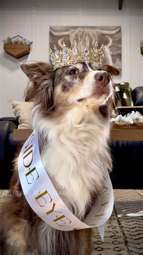 Layla the Boxer on Instagram: "Well that went…as expected 😅 #secret Santa #dogskit #funnydogs #familyfriendly"