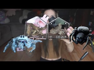 UPGRADING Velvet & Jumping Spiders into *LIMITED EDITION* KAT PACK ENCLOSURES