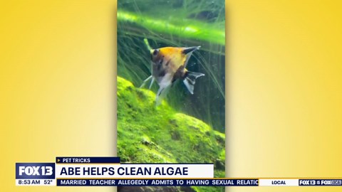 Good Day pet tricks for Friday, March 20