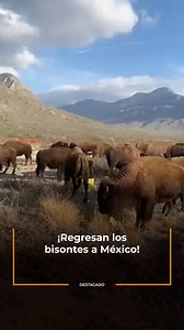 🦬🌾 Con apoyo de fundaciones y organizaciones conservacionistas, 44 bisontes americanos regresan a #México tras 160 años. Su presencia ayudará a renovar suelos, fertilizar y promover el rebrote de pastizales en un desierto erosionado por décadas de ganadería. Aquí los detalles. 🔗 https://bit.ly/3Xtb8sA #OnceNoticiasDigital 🔻 | Once Noticias