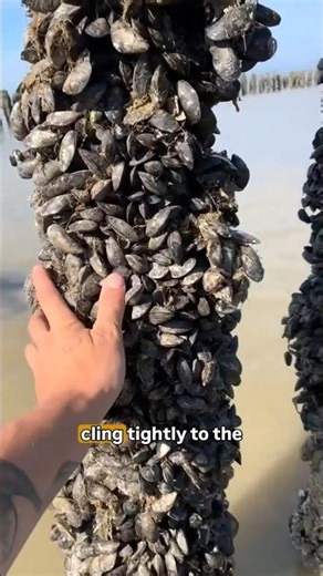 The Satisfying Mussel Harvest Machine 🦪