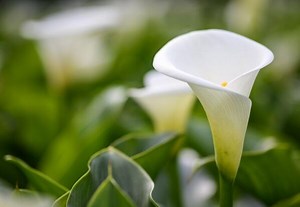 Planter un arum ou calla - Gamm vert