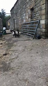 880K views · 4.2K reactions | Lambs are for loving xxx www.sheepsanctuary.com | Sheep Sanctuary | Facebook