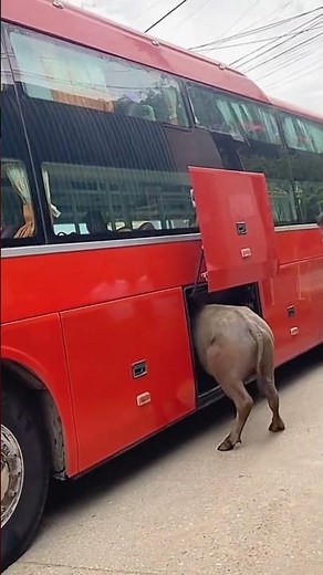 Bus loading buffalo process