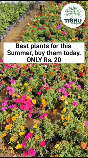 197K views · 1.8K reactions | Summer Bloomers!  6 Stunning...