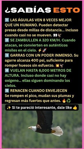 5 Datos Salvajes de las Águilas Que NO Creerás 🦅🔥