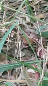 The new and pregnant copperhead got a nice cicada dinner. | The Copperhead Den