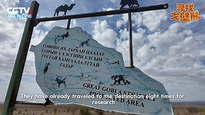 🇨🇳🐻🏜️🇲🇳【Tracking the Gobi Bear】 The Gobi Bear is the only species of bear living in the Gobi Desert. With an extremely small population, it has been listed as a critically endangered species. Recently, China Media Group reporters joined a team of Chinese and Mongolian experts, trekking 4,000 kilometers across grasslands, deserts, and the Gobi, and ventured deep into Mongolia’s Gobi wilderness, living together in the remote area while tracking and documenting the team’s journey in search of