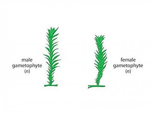 Life cycle of a Moss