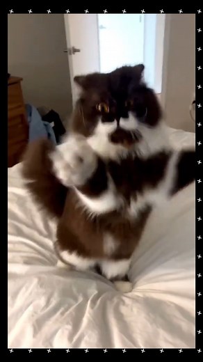 152K views · 7.6K reactions | cats using their hands! ❤️ #catsoftheworld #funnycatvideos #funnycatsofinstagram #catsfunnyvideos #FunnyCats | Catify | Facebook