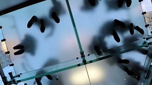 People Feet Above Walking On Glass Stock Footage Video (100% Royalty-free) 20961481 | Shutterstock