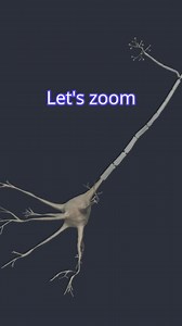 🧠 Neurons: The Building Blocks of the Nervous System This short video introduces the structure of the nerve cell, or neuron—the fundamental unit behind every signal your body sends and receives. It’s part of the Neuroanatomy Programme on Physiopedia Plus, designed to deepen your understanding of nervous system function. 📚 Subscribe to access the full programme: https://members.physio-pedia.com/why-physioplus/ #Neuron #NerveCell #Neuroanatomy #PhysiopediaPlus #JoinPhysiopediaPlus #ClinicalEduca