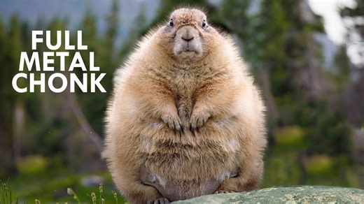 Marmots: Fuzzy Little Chonks