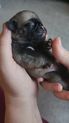 #pugs #Sweet #puglife #pugbaby #babies #pug | Bella's Pug Page