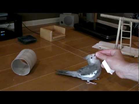 10 Bird Tricks in 1 Minute