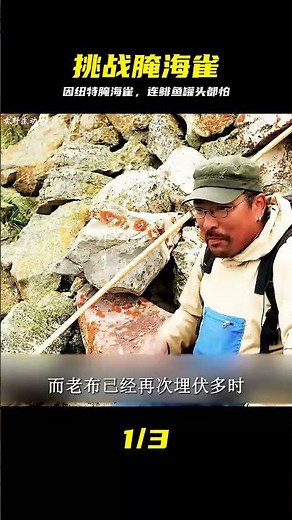 因紐特人的暗黑料理腌海雀，就連鯡魚罐頭都得靠邊站 #腌海雀，暗黑料理，因纽特人，硬核美食，发酵食物，重口味