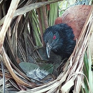 44K views · 1.8K reactions | THE BIRDS!!! Newborn child already in force a big meal | Review Bird Nest | Facebook