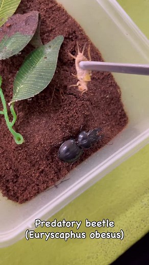 I love these Predatory beetles so much they’re definitely one of my favourite invertebrates #ozzyreptiles #wildlifephotography #reptile #australia #ozzy #wildlifeconservation #wildlifeaddict #fpy #wildlife #conservation #wild #cute #awesome #scary #adorable #photography #reptilesofinstagram #nature #beetle #cricket #predatorybeetle #favourite #insect #invertebrate | Ozzyreptiles