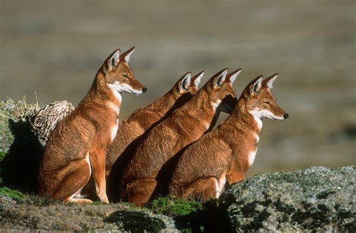 10 rarest dogs in the world, many on the brink of extinction, from the beautiful Ethiopian wolf to the bizarre aquatic bush dog... | Discover Wildlife
