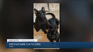 Paws for Pets: Jeepers & Zoinks, a sweet kitten duo who are very gentle boys