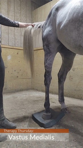 Stifle Stability Exercise for Horses: Vastus Medialis Support for Better Transitions and Hill Work