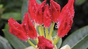 You'll be doing the North Georgia rhododendron 'happy dance' with these Dandy Man Color Wheel