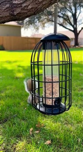 Squirrel Gets LAUNCHED by Bird Feeder Spring!