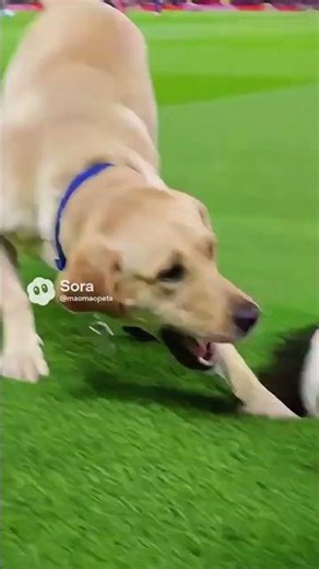 A dog crashes a live soccer match, steals the ball…