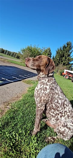 So many sounds for a little hunting dog #dogsoftiktok