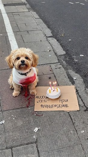 Stray Dog Rescue: Transforming Lives Through Adoption