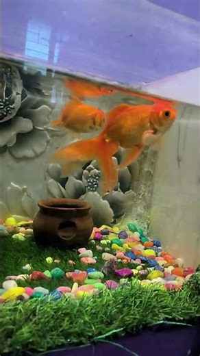Gaint Goldfish #fishing #fish #goldfish #aquarium #aquascape #aquariumfish #guppy #shorts #ytshorts