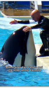 154K views · 622 reactions | Killer Whale ATTACKS SeaWorld Trainer! | How to Survive Show | Facebook