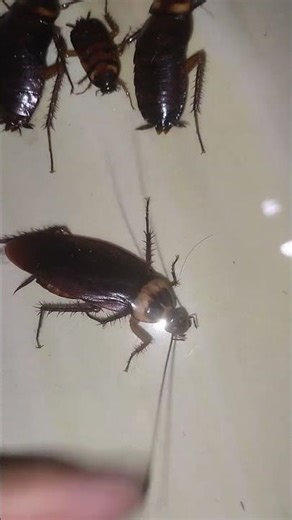 cockroach soun,cockroach sound,Pet animals #insects #animals #shorts