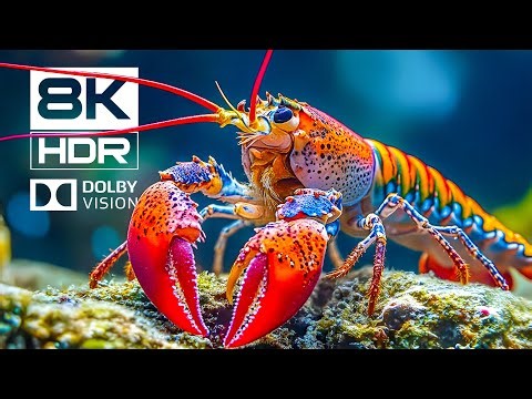 Ocean Life 8K HDR – Relaxing Piano Music for Study & Sleep | Dolby Vision™