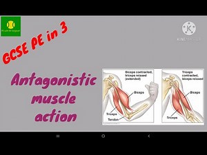 Antagonistic muscle action | GCSE PE in 3 | GCSE PE revision