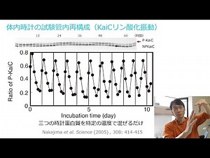 岩崎秀雄 時間生物学講義5/6「バクテリアを用いて生物時計の原理を読み解く」生物時計の試験管内再構成（早稲田大学、2020）