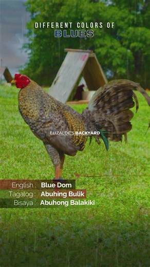 Episode 4: Different Colors of Blues 🐓 | Iba't ibang Kulay ng Abuhing Manok English: Blue Dom Tagalog: Abuhing Bulik Bisaya: Abuhong Balakiki #bluedom #abuhingbulik #abuhongbalakiki #abuhon #gamefowlcolors #gamefowl #Blueredgamefowl #bluedomrooster #bluedomchicken #blues #hennygamefowl #bluesgamefowl #kulayngmanok #manokpanabong #rooster #chickenfeathers #chickenfeathercolors #elizaldesbackyard #roosterfeathercolors #gamefowlfeathercolors #gamefowlcolors #bulik #balakiki #bakiki